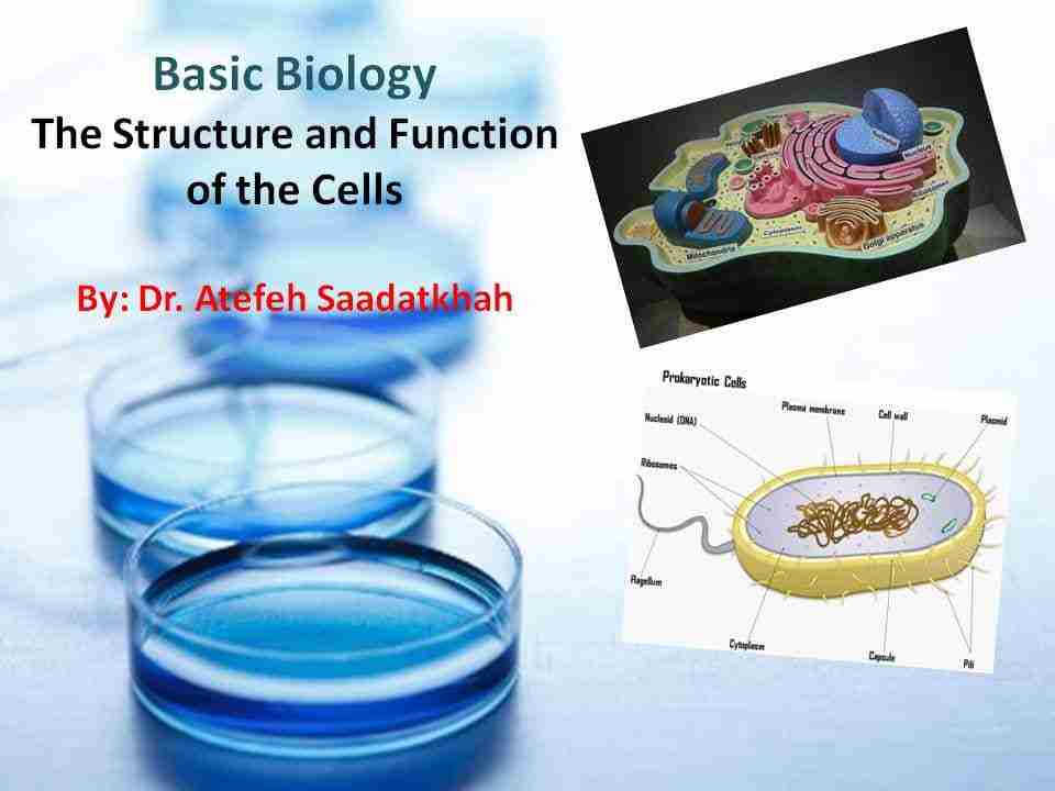 Basic Biology - The Structure and Function of the Cells